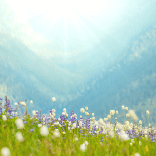 Mountain Service 2 Supporting Image 2